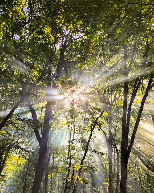 A person at peace, finding stillness and calm in a quiet, sunlit moment